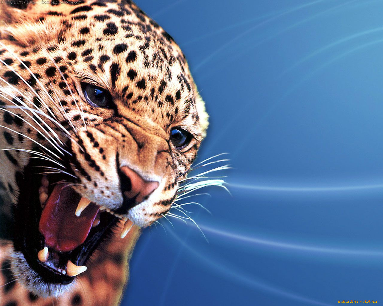 jaguar, животные, леопарды