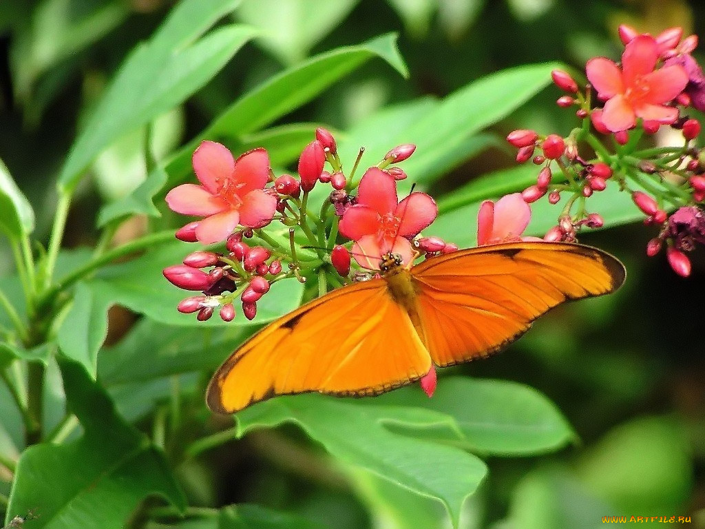 orange, julia, butterfly, dryas, животные, бабочки