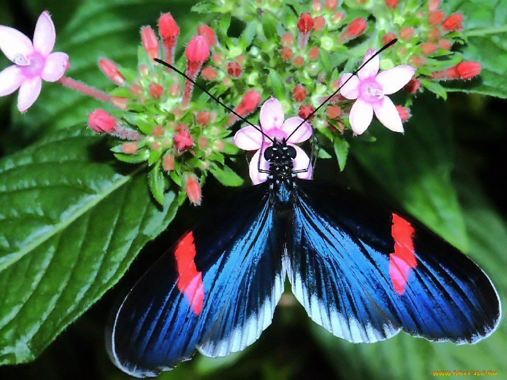 sweet, treat, for, colorful, butterfly, животные, бабочки