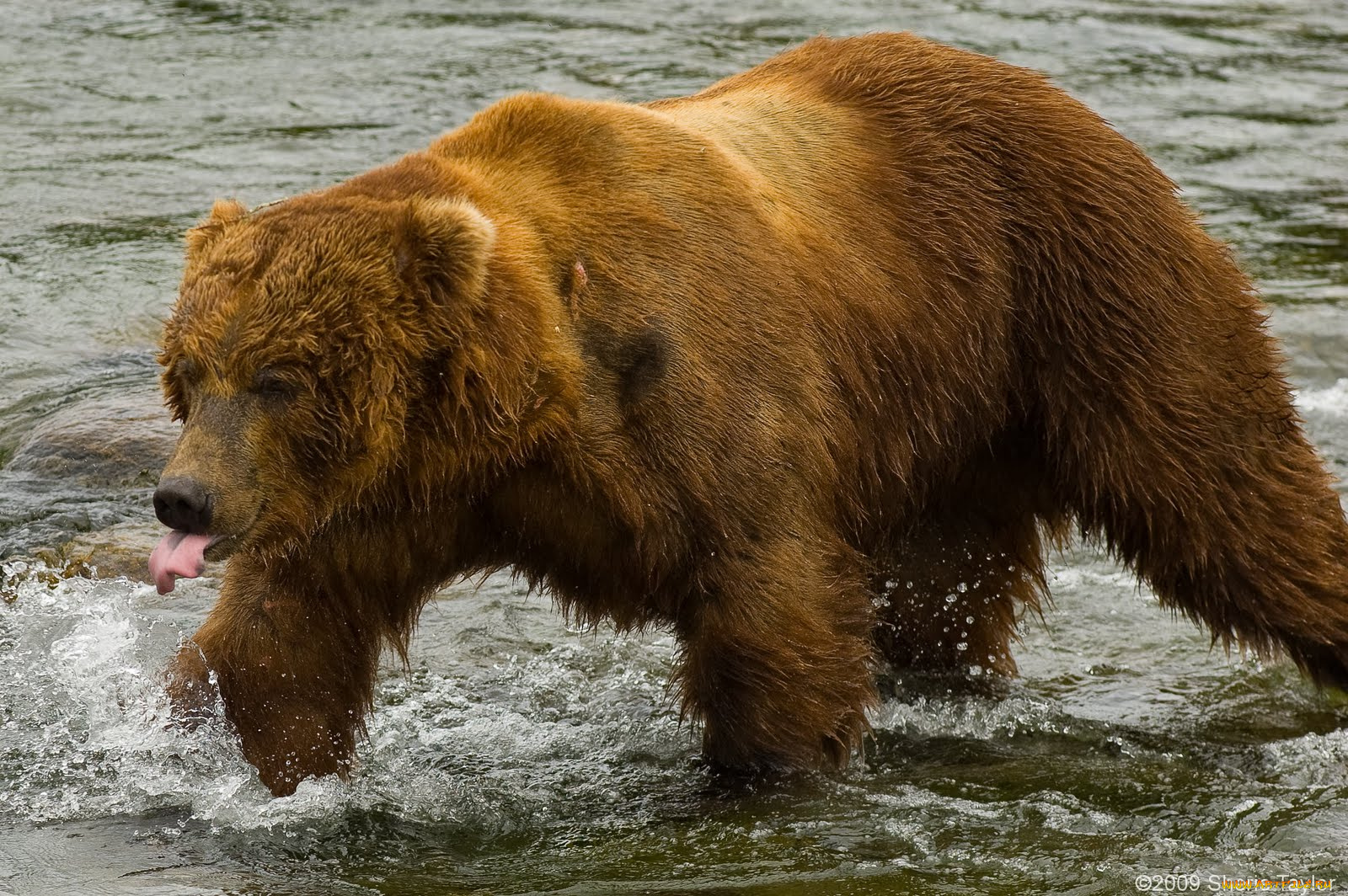 животные, медведи, bear