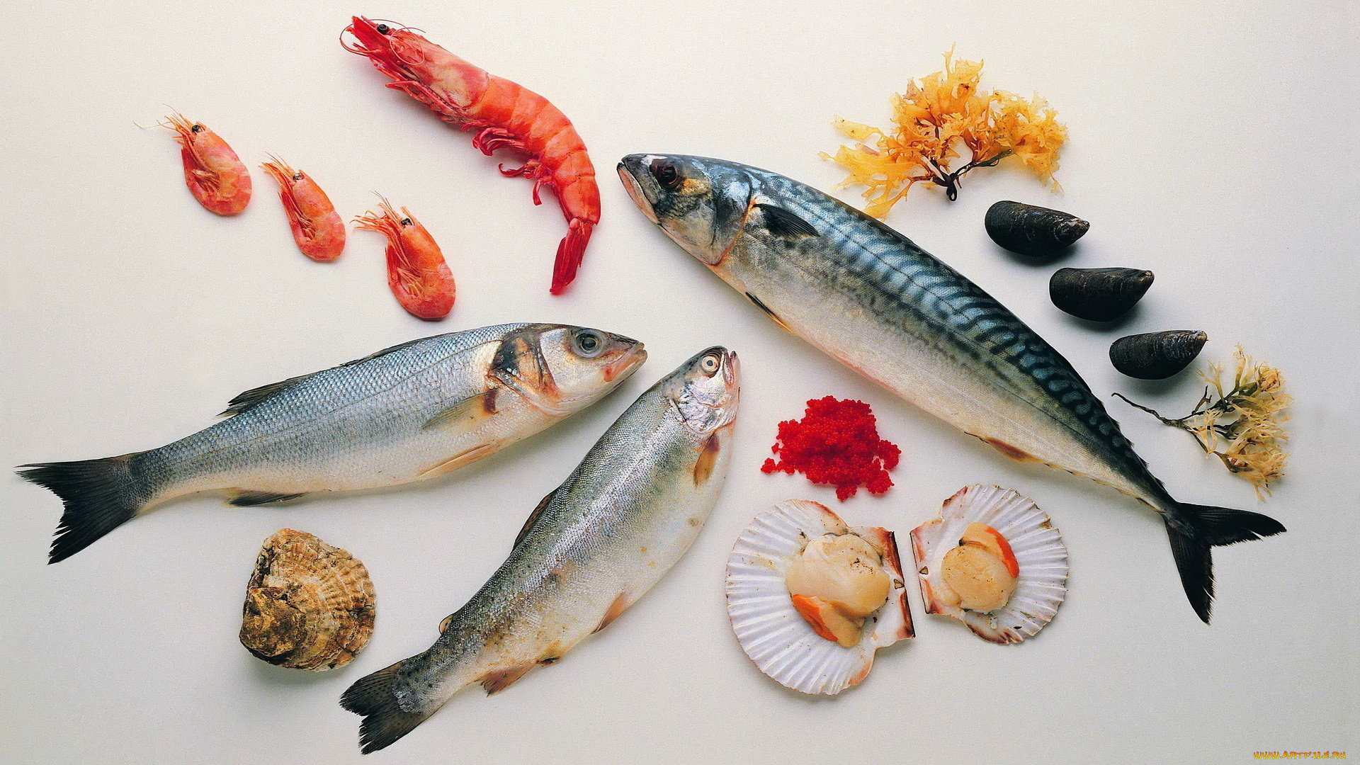 еда, рыба, морепродукты, суши, роллы, устрицы, креветки, скумбрия
