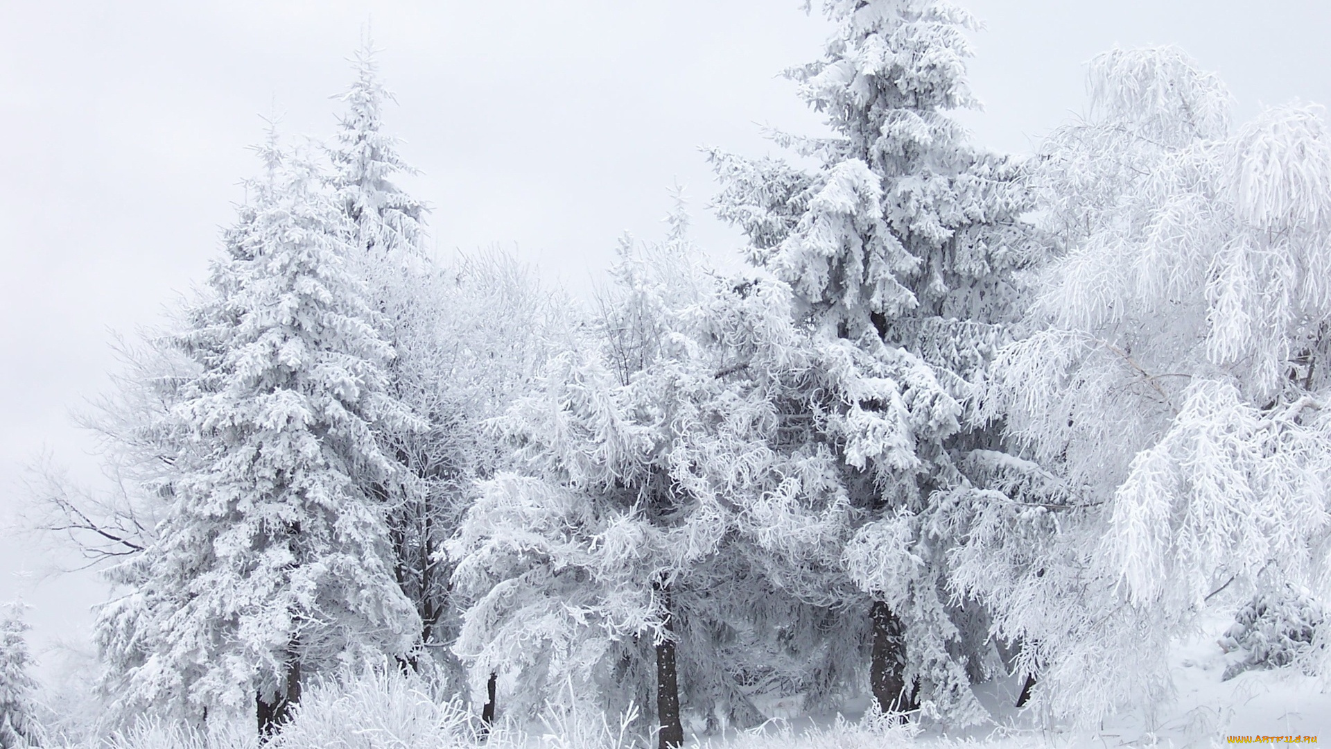 природа, зима, иней, лес, деревья, в, снегу