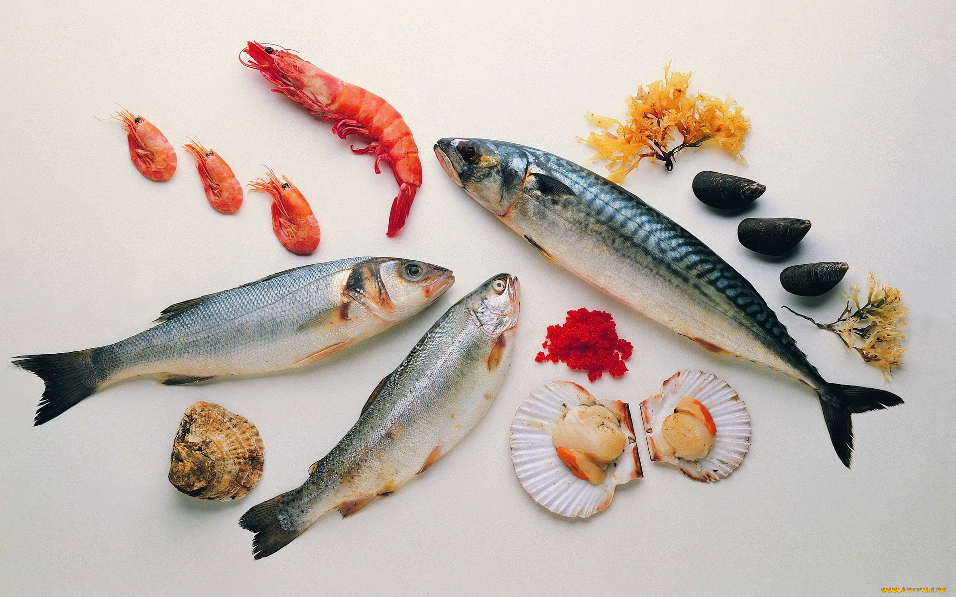 еда, рыба, морепродукты, суши, роллы, устрицы, креветки, скумбрия