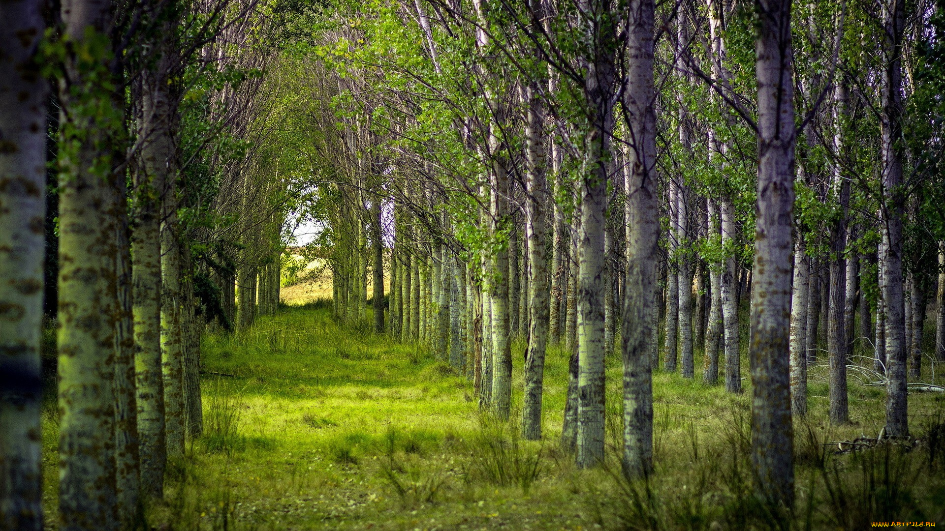 березовая, роща, природа, лес, трава, березы, лето