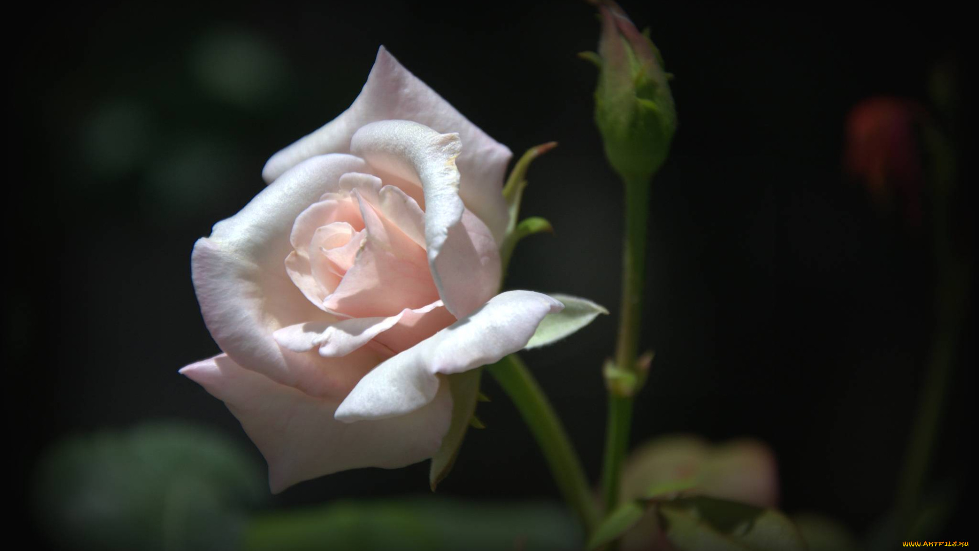 цветы, розы, бледно-розовый