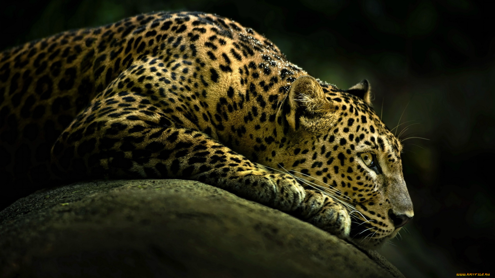 lamborghini, животные, леопарды, леопард, камень, отдых