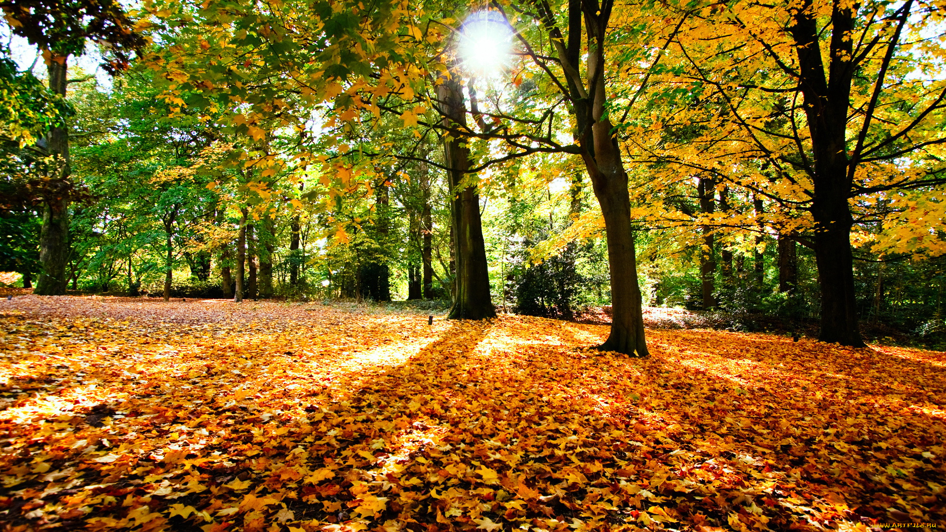 природа, лес, листья, деревья, осень