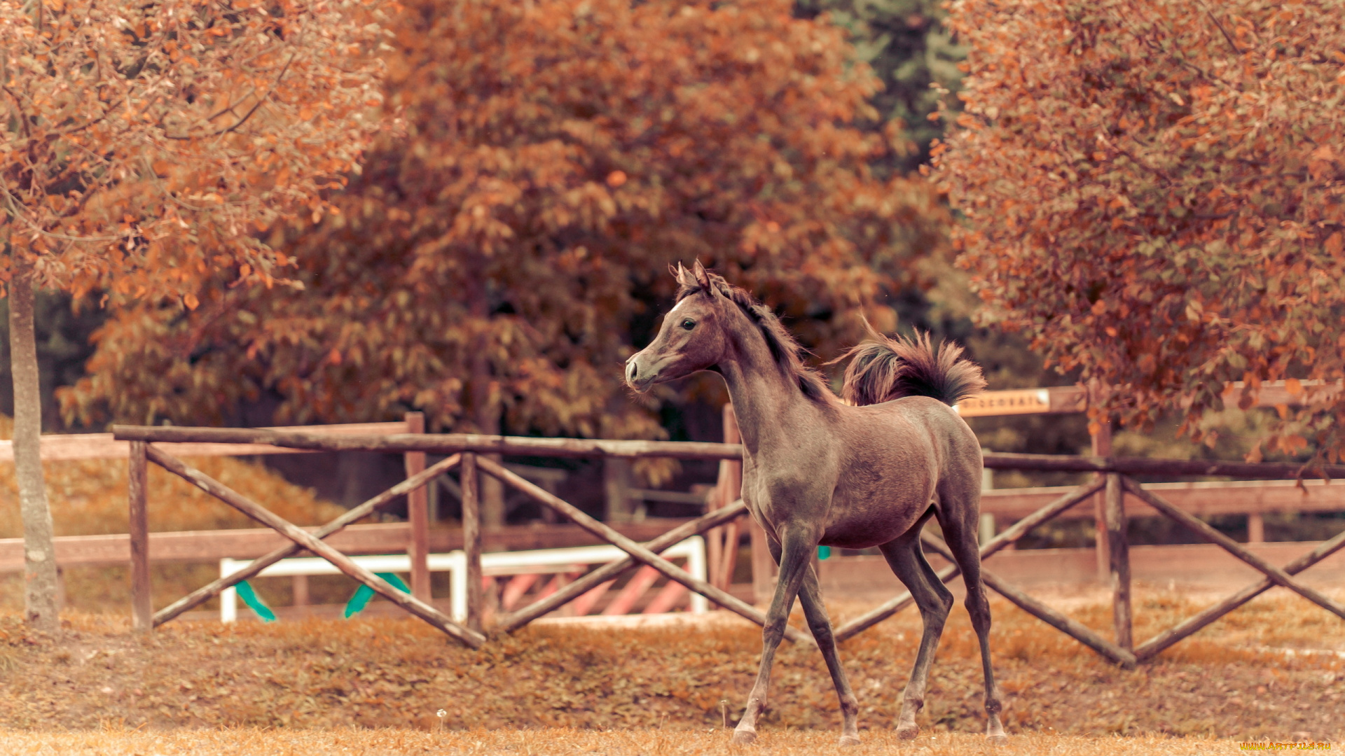 животные, лошади, осень, конь, фон