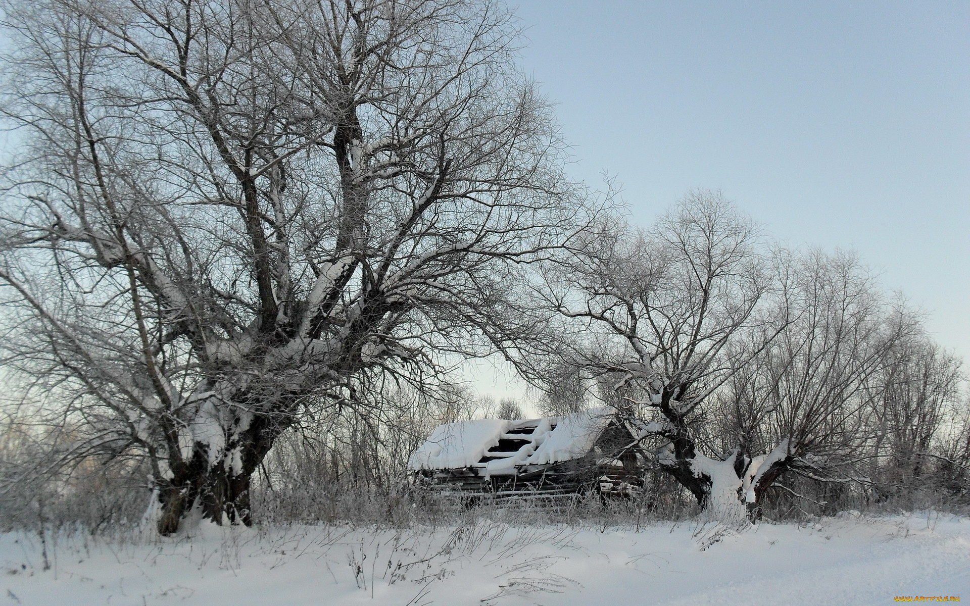 winter, природа, зима, деревья, сарай, голые, кроны, снег