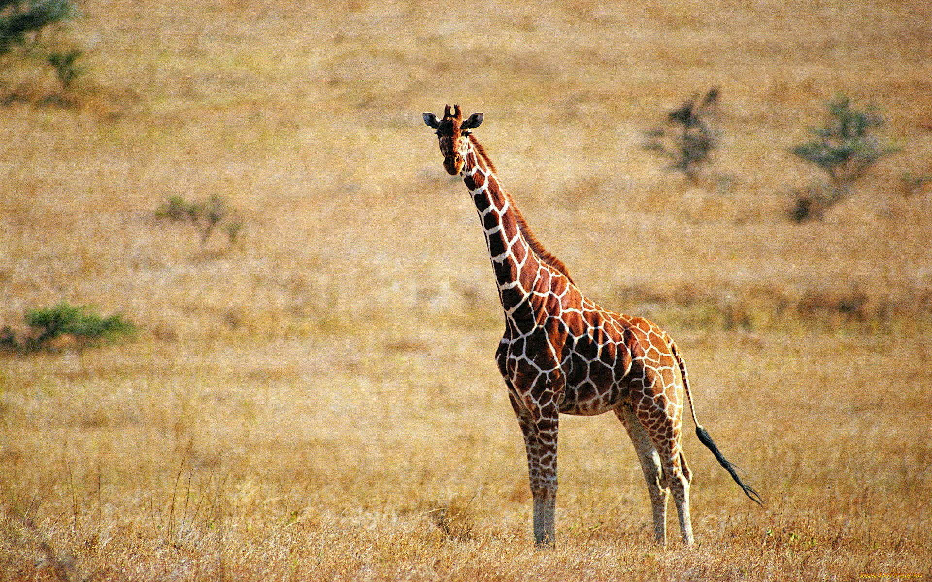 А у жирафа шея длинная. Giraffa Giraffa животные. Жираф фото. Жираф в Африке. Африканские звери.