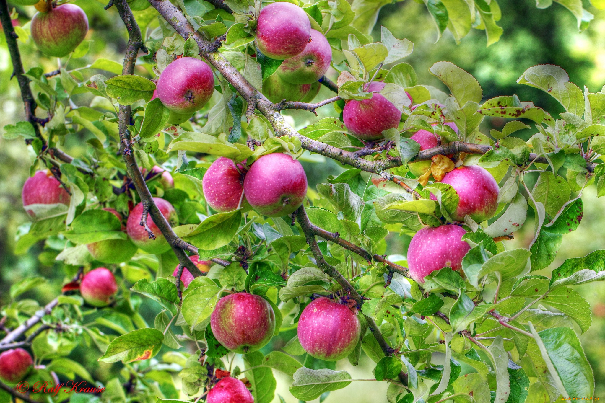 природа, плоды, яблоня, яблоки, ветки
