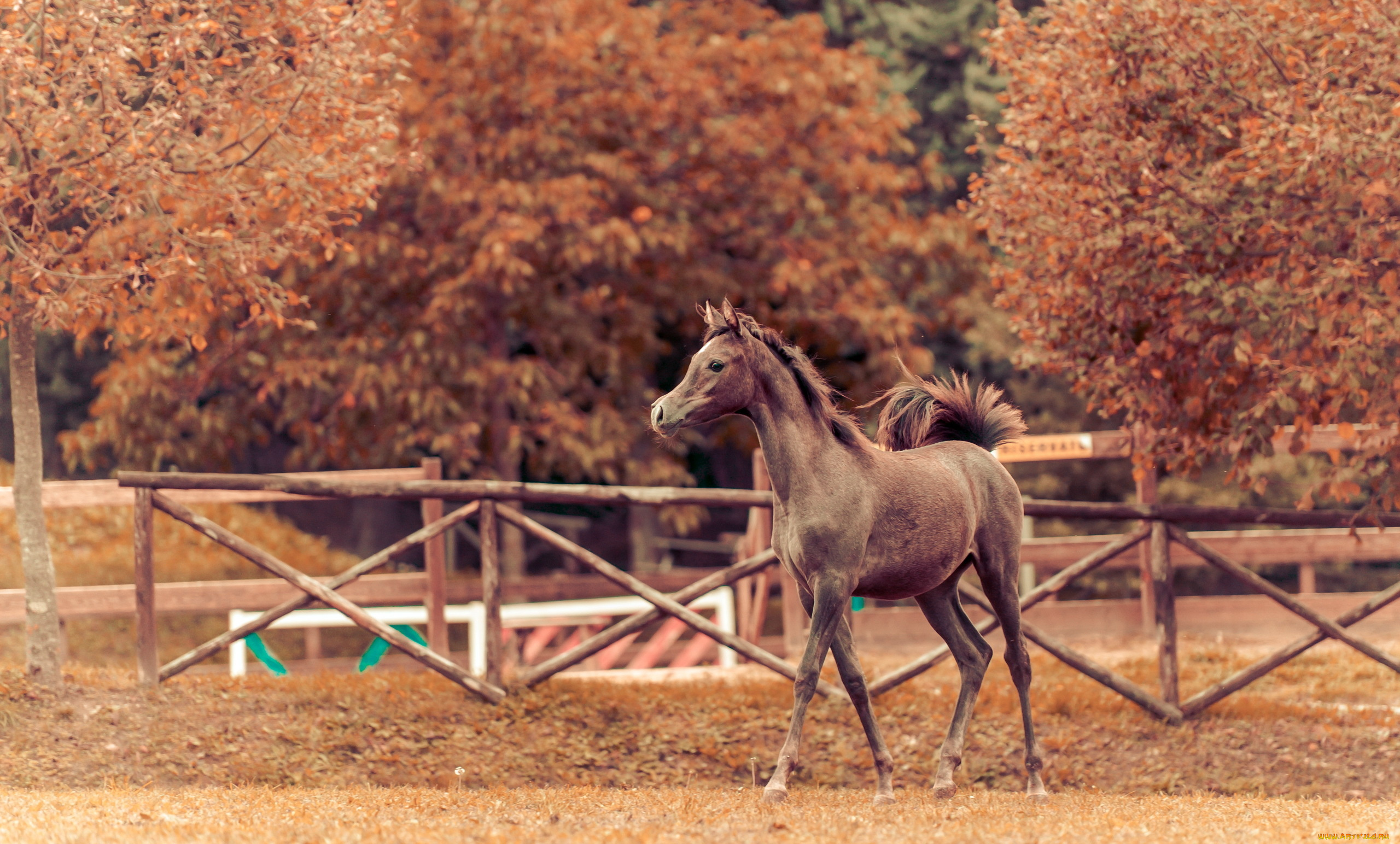 животные, лошади, осень, конь, фон