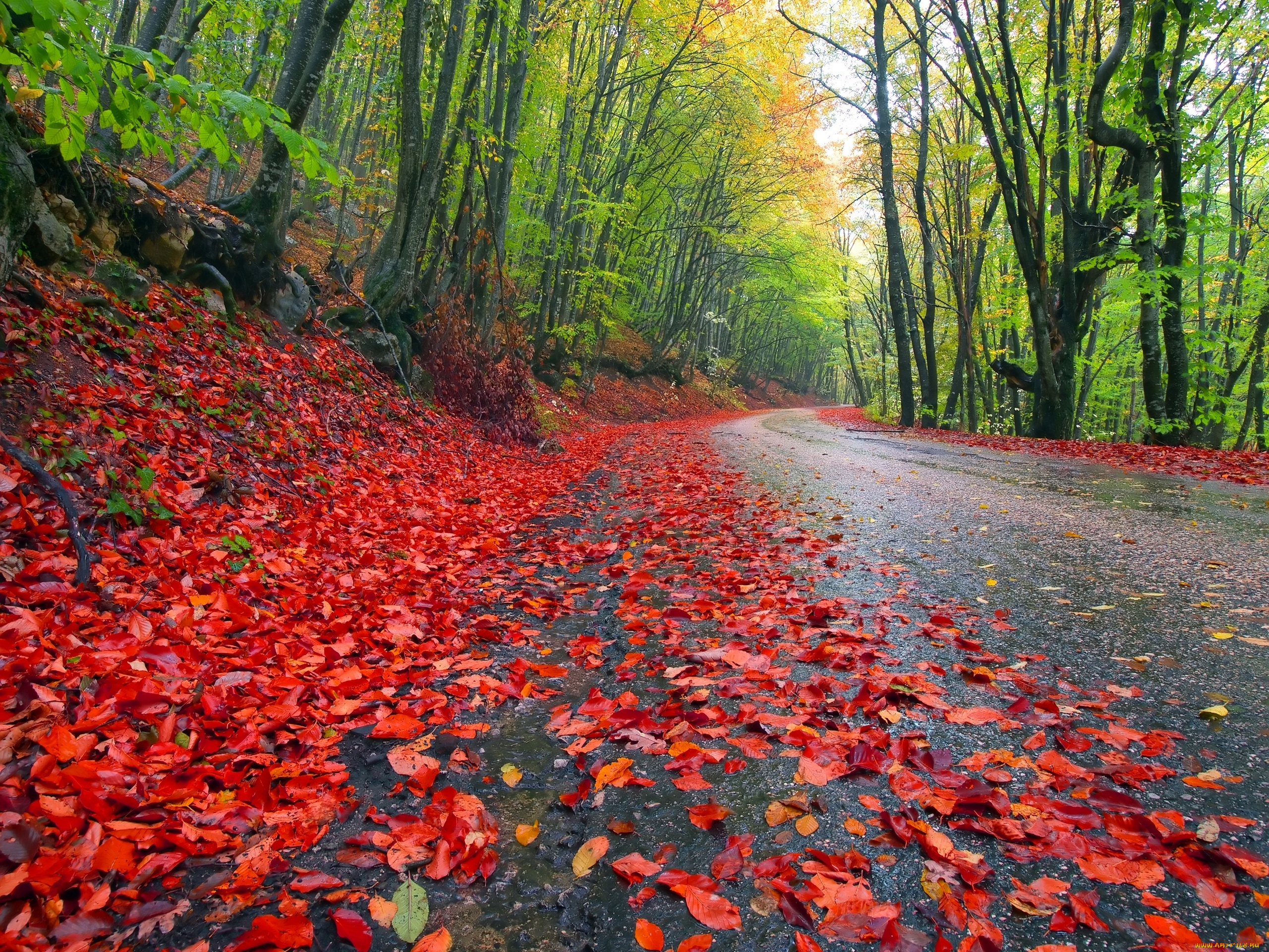 природа, дороги, лес, листья, осень, деревья, дорога, небо
