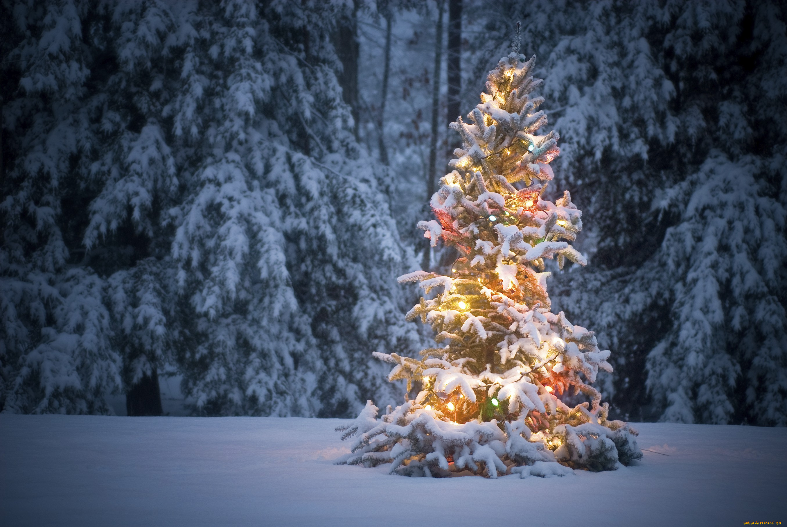 christmas, праздничные, Ёлки, украшения, елка, рождество