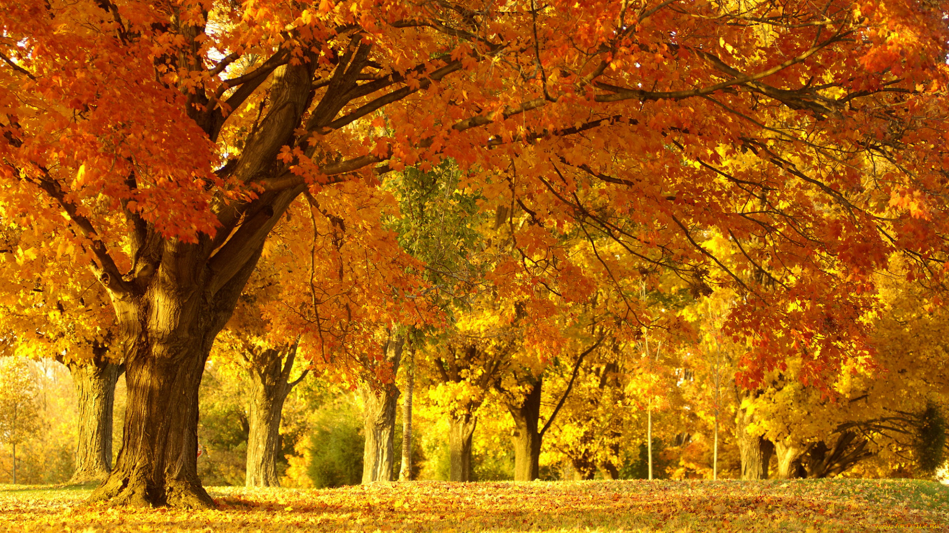 природа, деревья, листва, осень