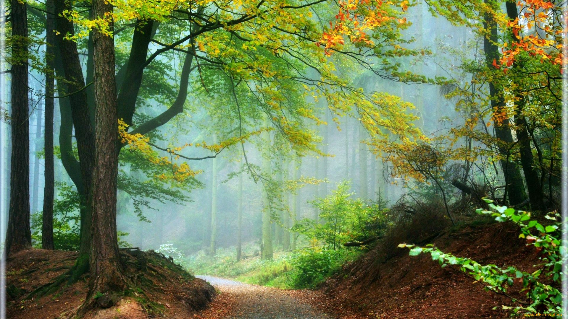 природа, дороги, дымка, листва, ветки, дорога, лес, осень