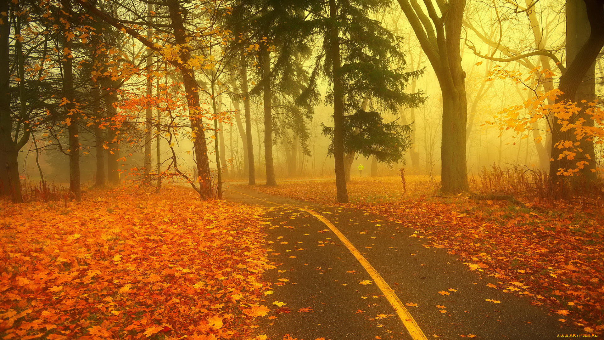 природа, дороги, осень, туман, лес