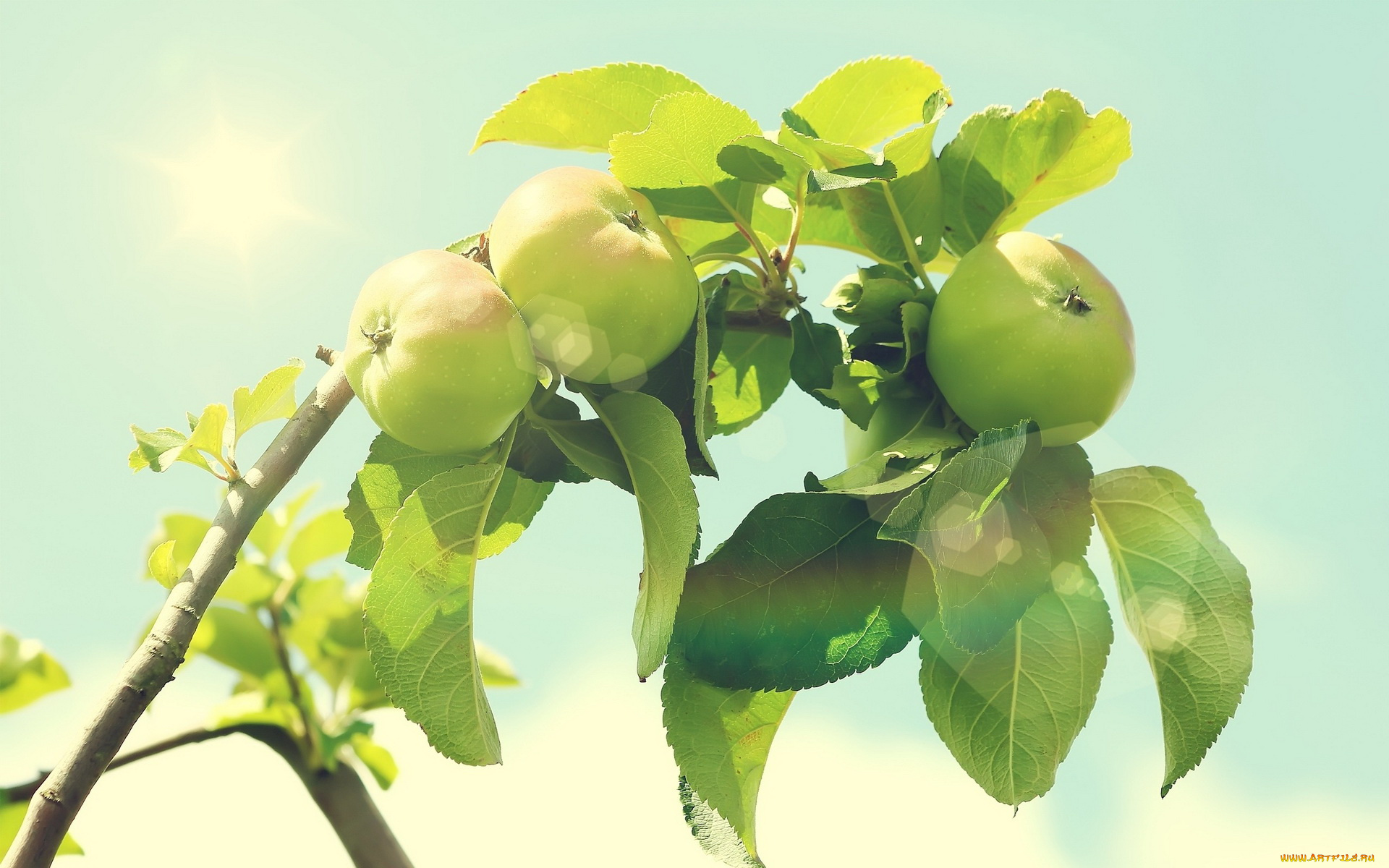природа, плоды, ветка, яблока