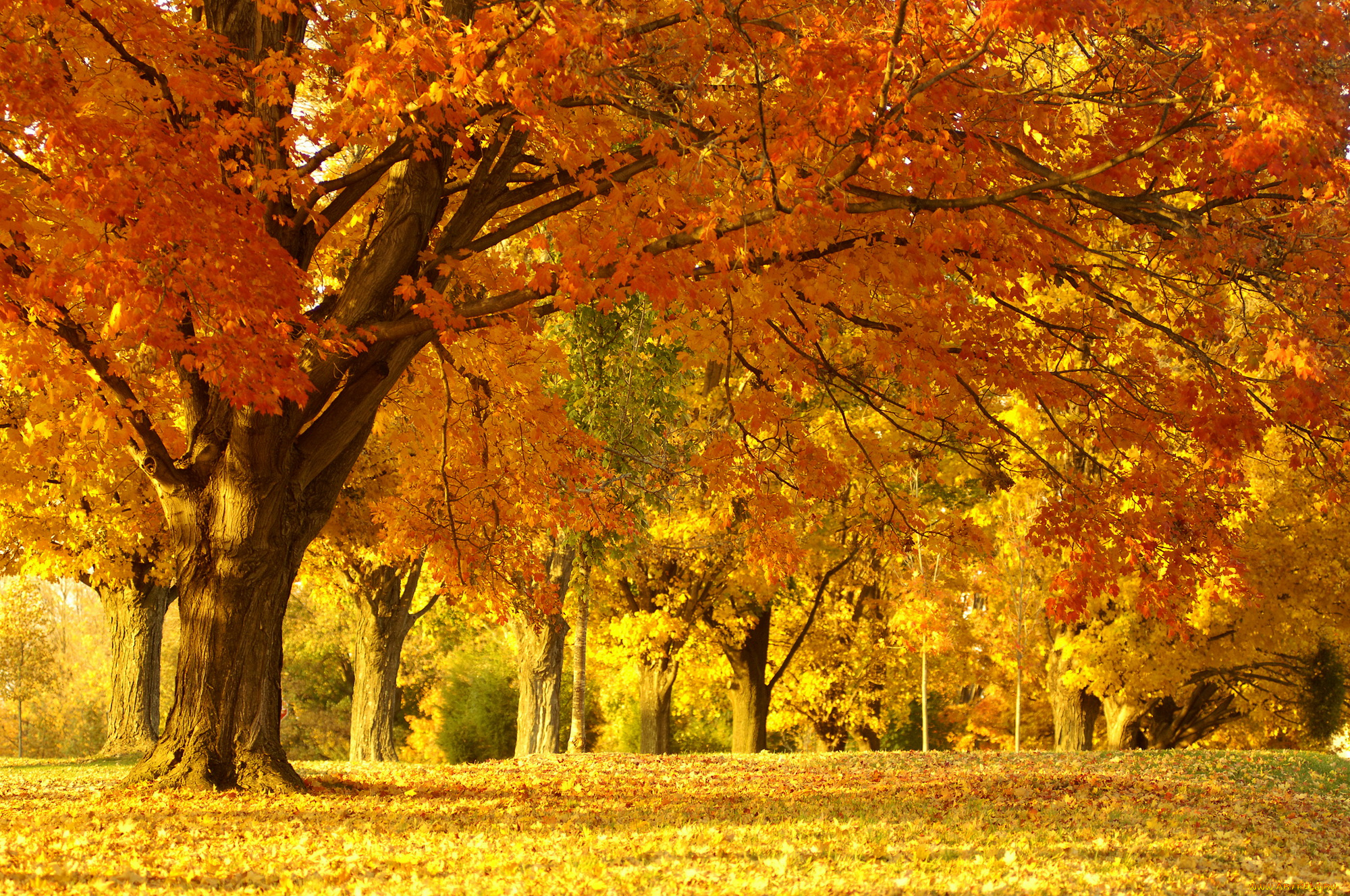 природа, деревья, листва, осень