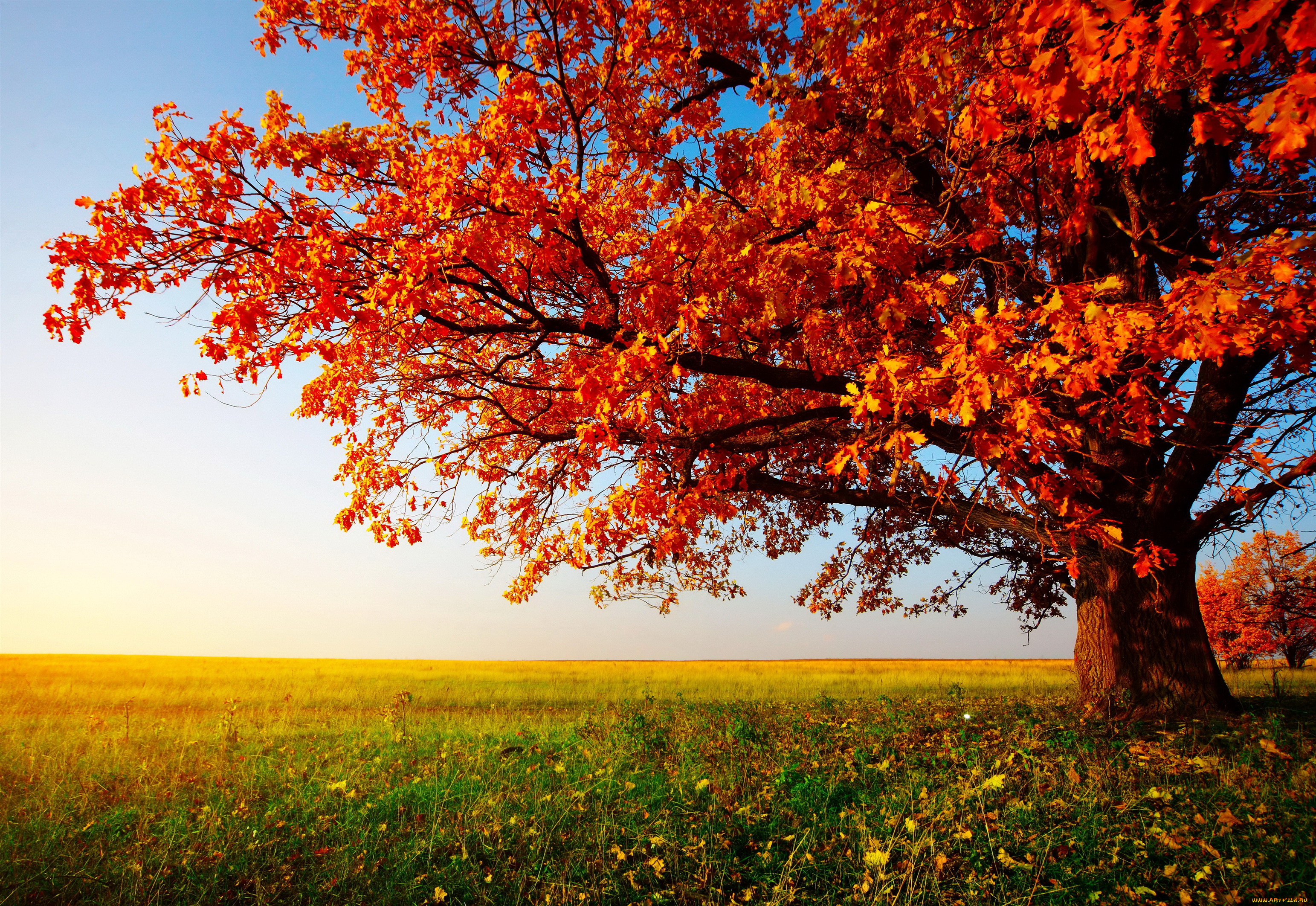 природа, деревья, осень, дерево, поле