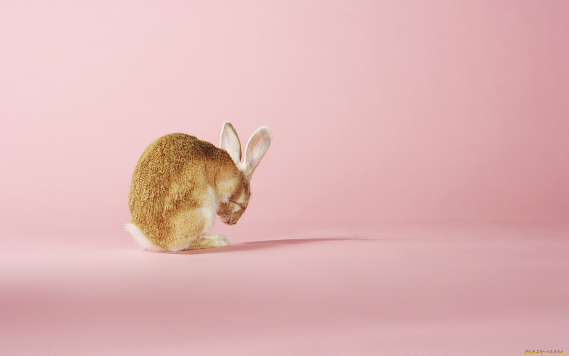 животные, кролики, , зайцы, заяц, умывание, розовый, фон
