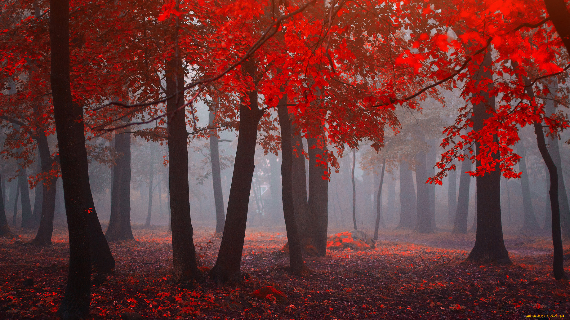 природа, лес, red, forest, листья, красный, fog, leaves, туман