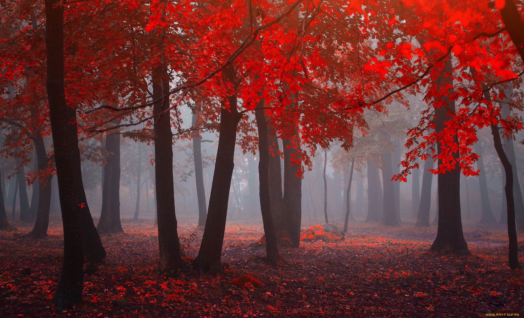 природа, лес, red, forest, листья, красный, fog, leaves, туман