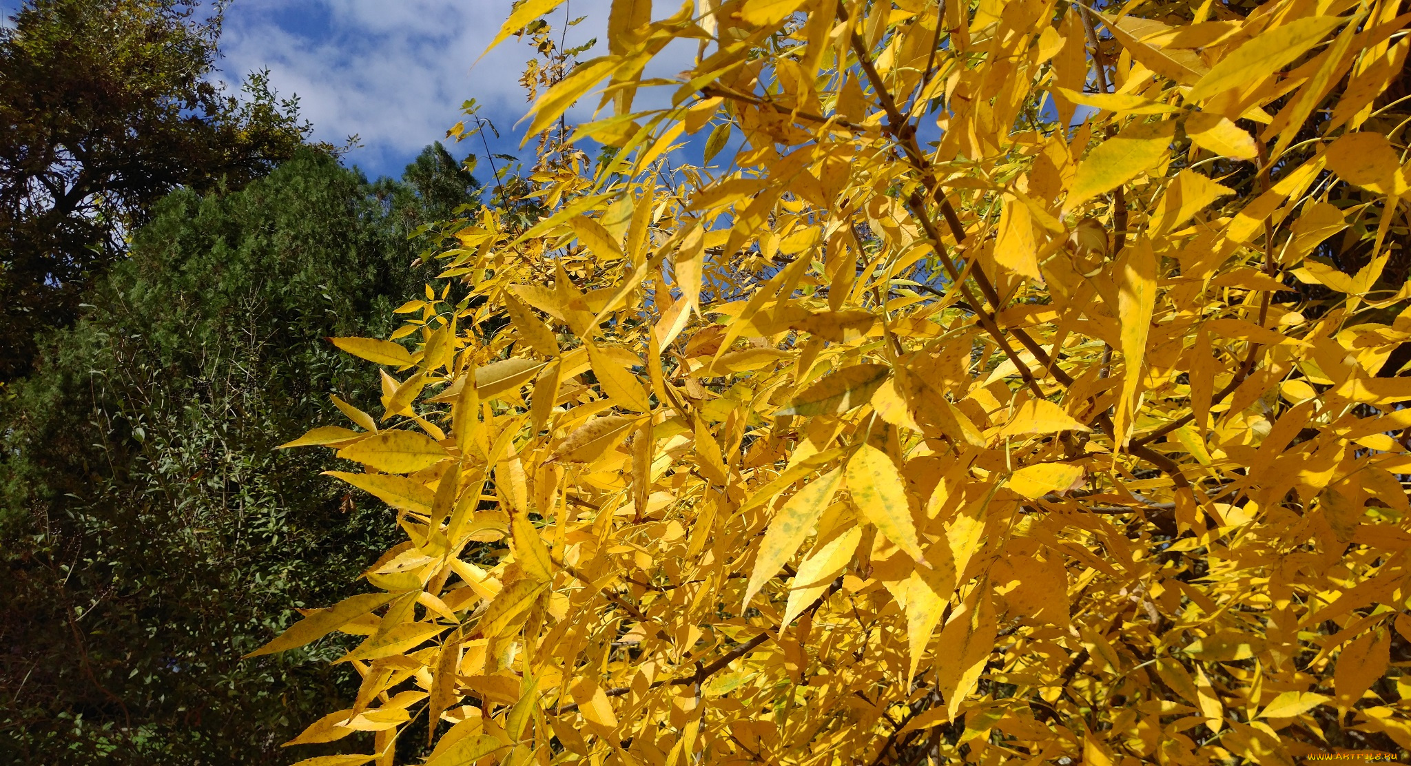 природа, деревья, осень, октябрь, 2017, жёлтые, листья