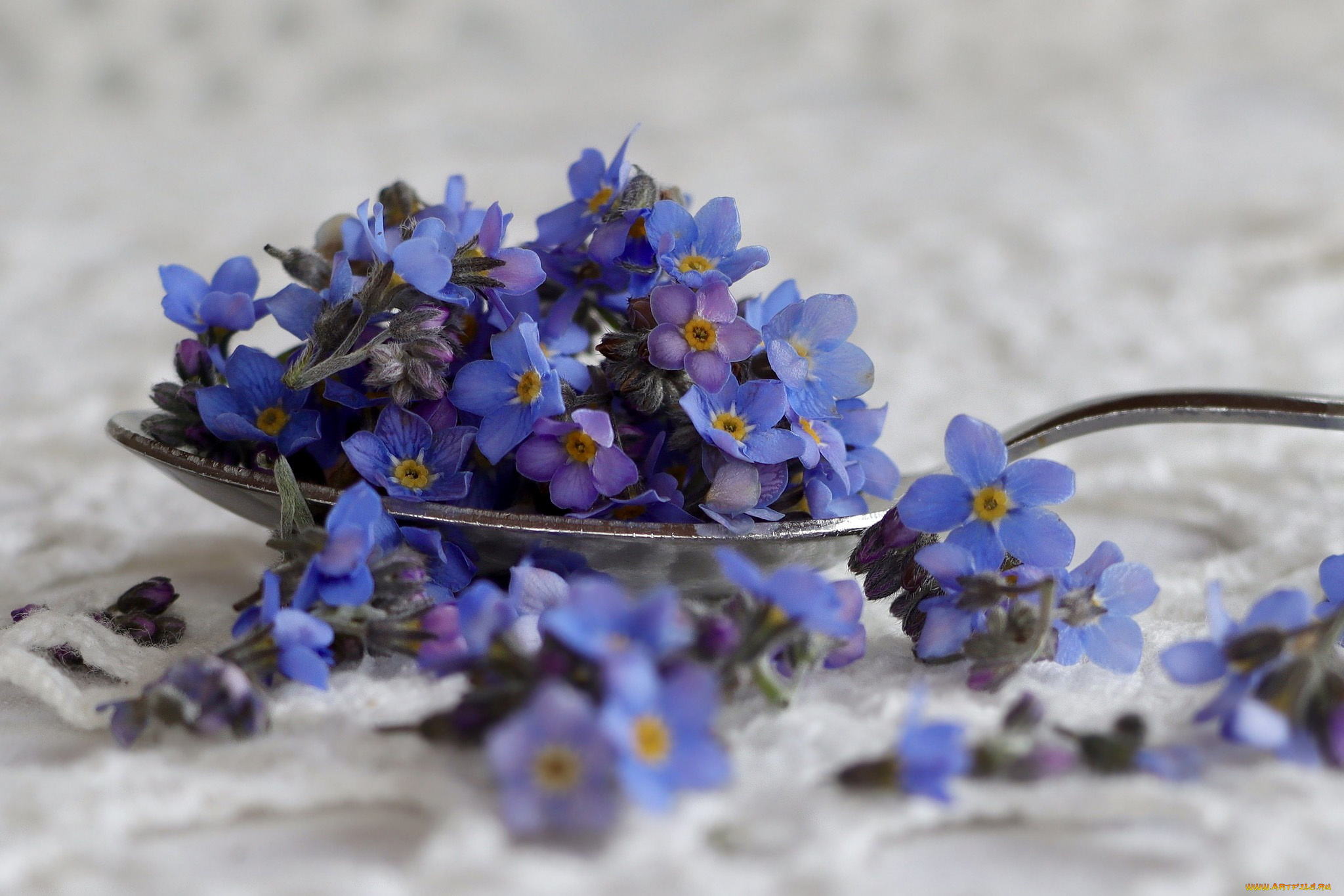 цветы, незабудки, ложка, голубые