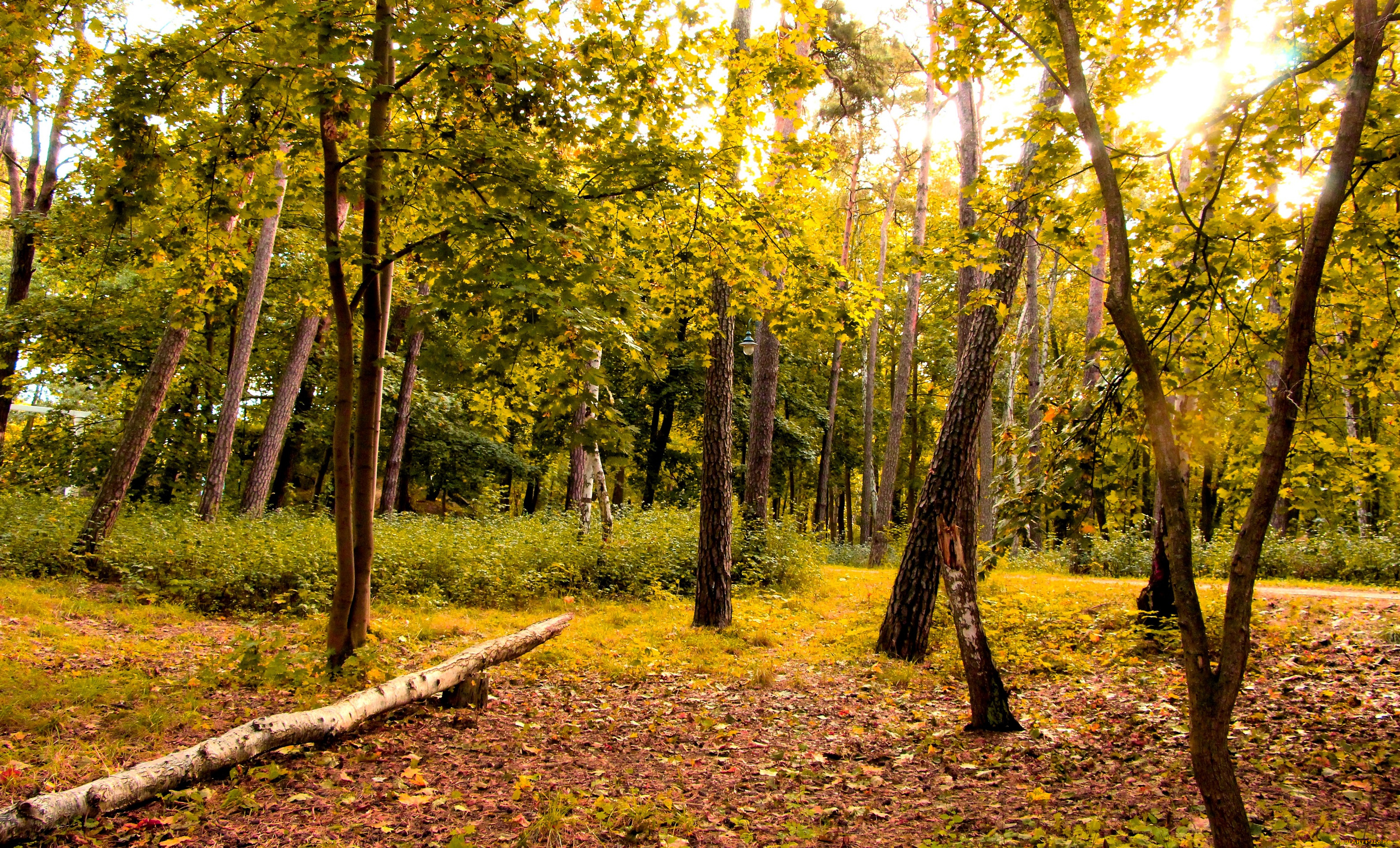 природа, лес, деревья, осень, лужайка, бревно