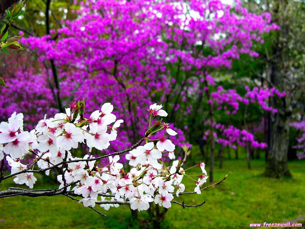 Красота растений весной