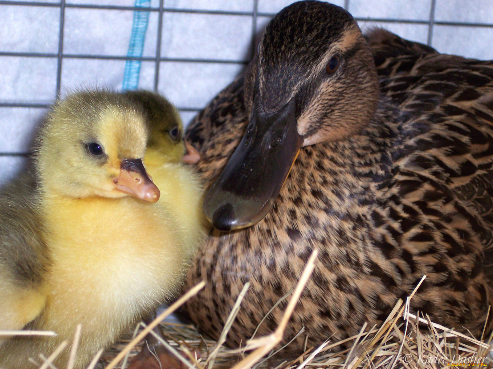 goslings, with, mama, duck, elfriede, животные, утки