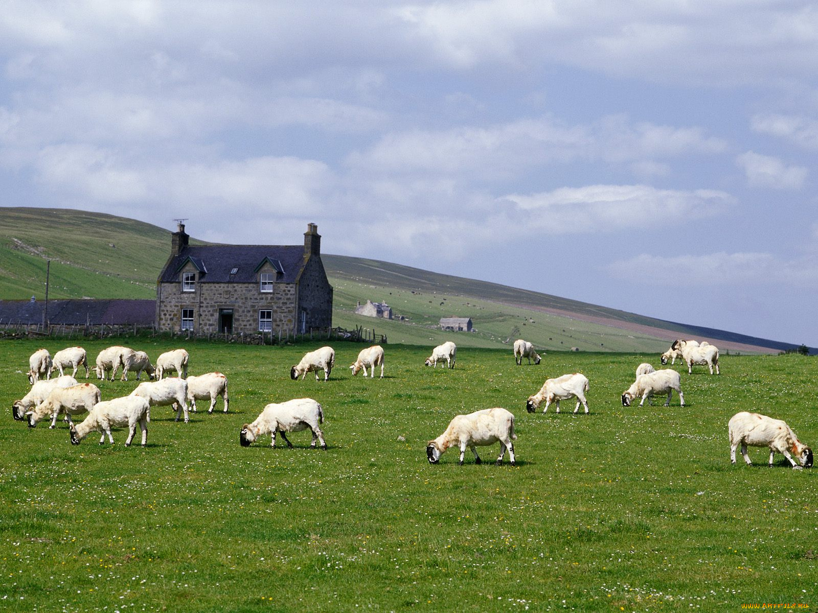grampian, farm, near, rhynie, scotland, животные, овцы, бараны