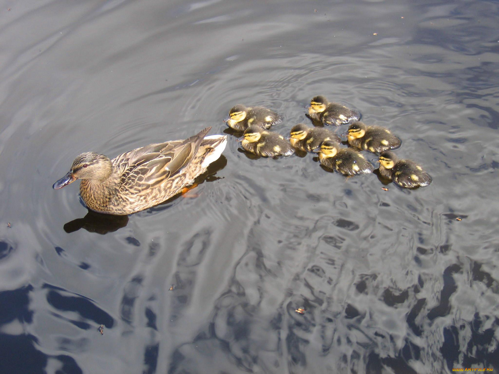 mother, duck, and, ducklings, животные, утки
