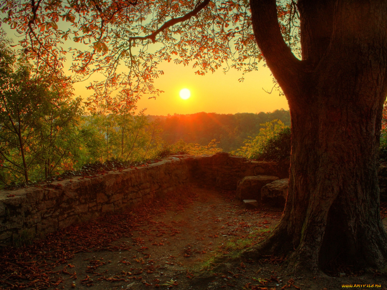 природа закат солнце деревья скачать