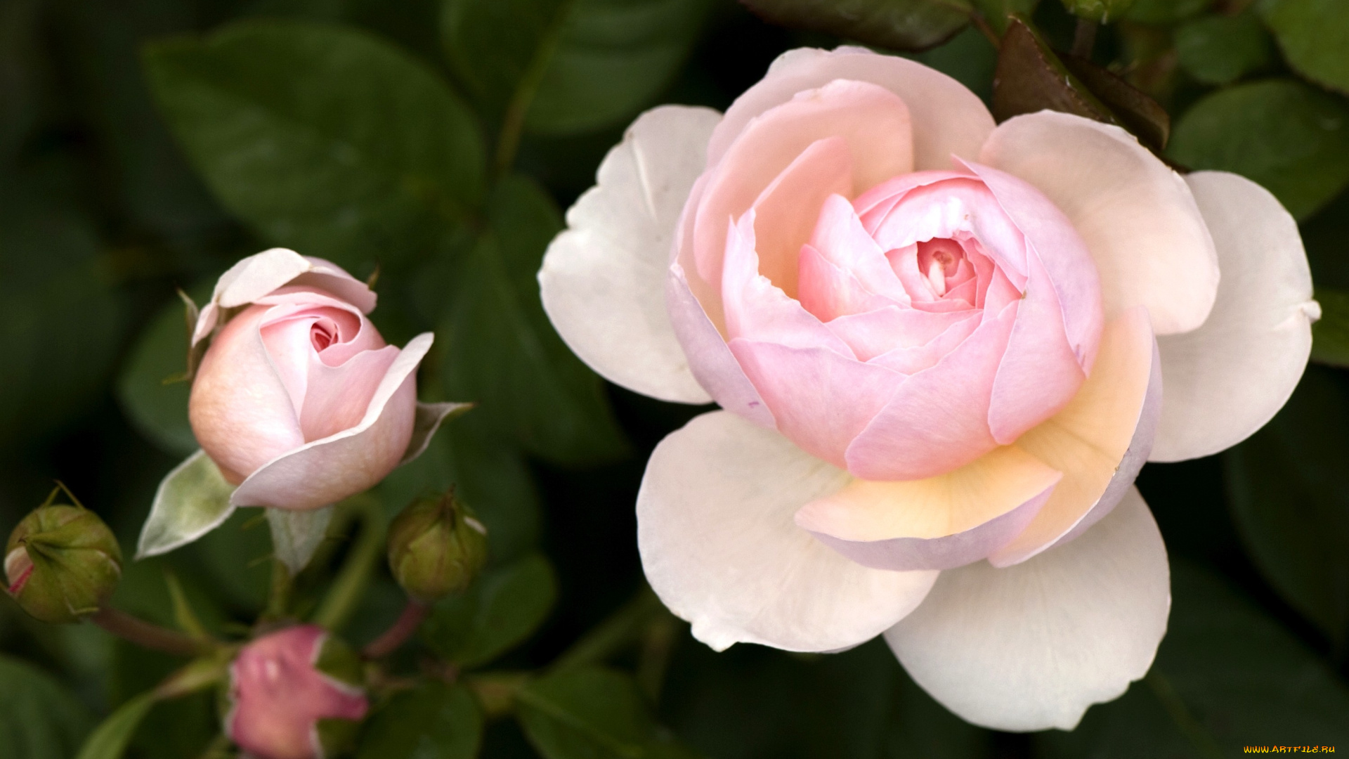 цветы, розы, бледно-розовый, бутон