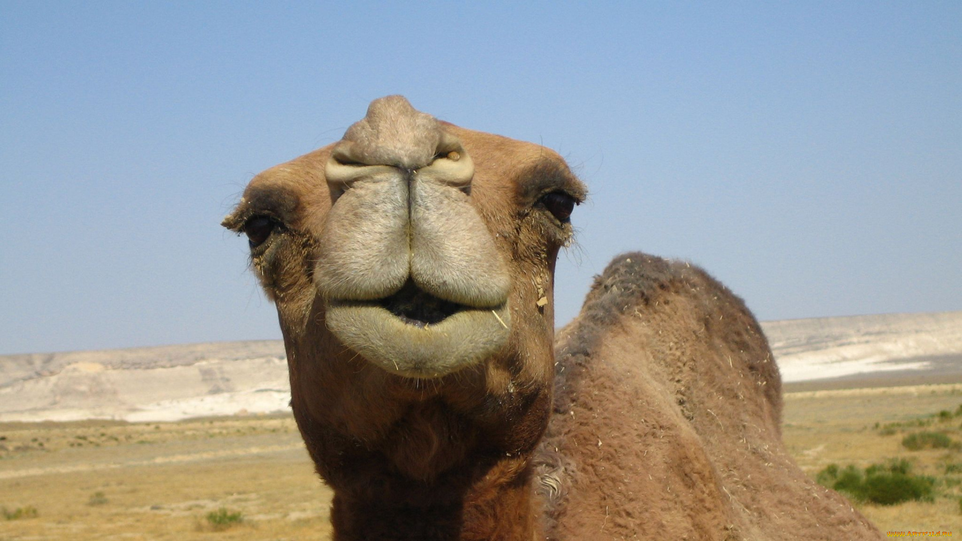 животные, верблюды, camel