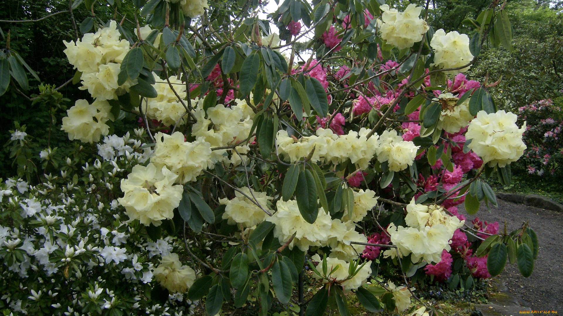 цветы, рододендроны, азалии, rhododendron, garden