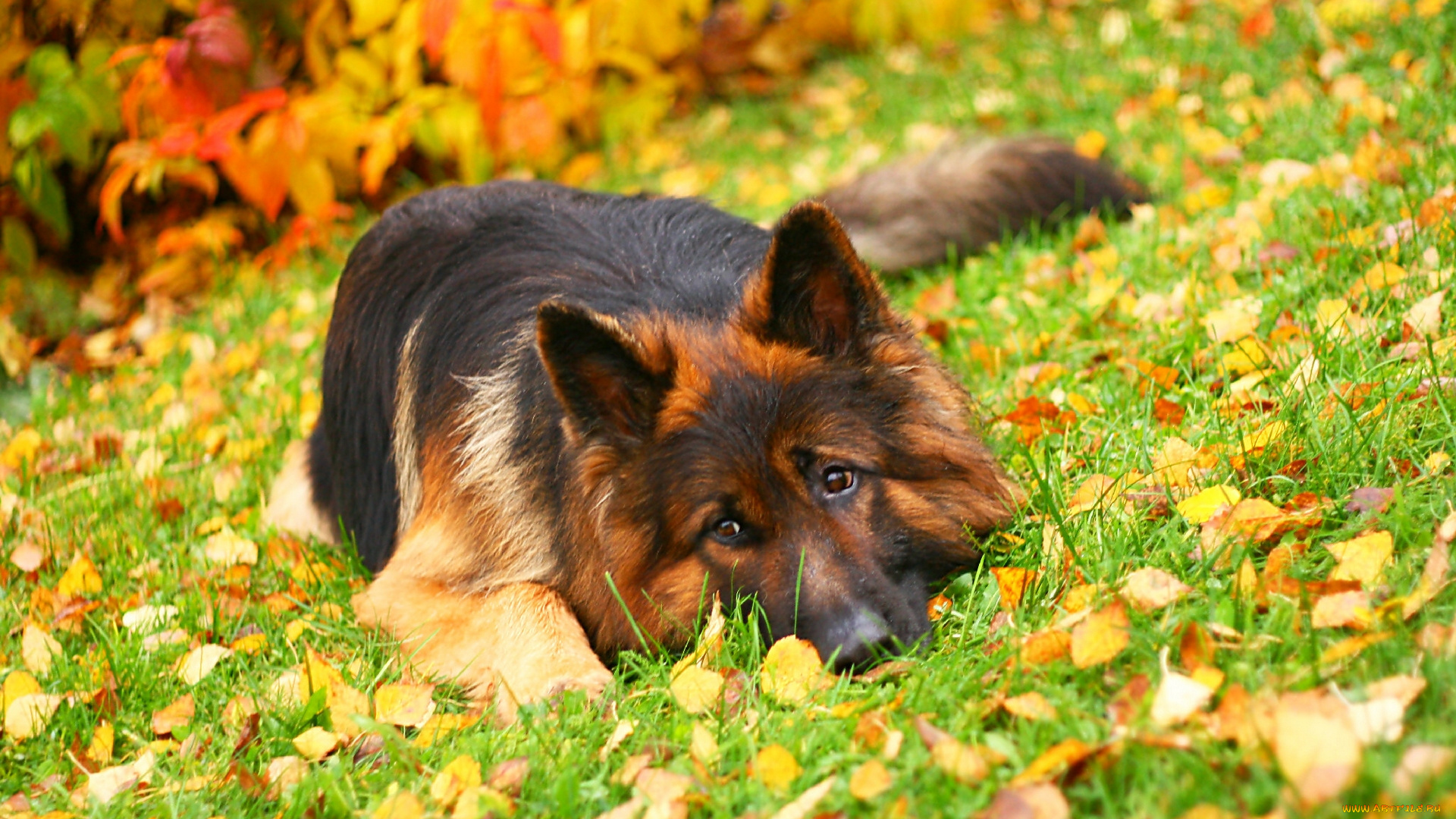 животные, собаки, осень, листья, немецкая, овчарка