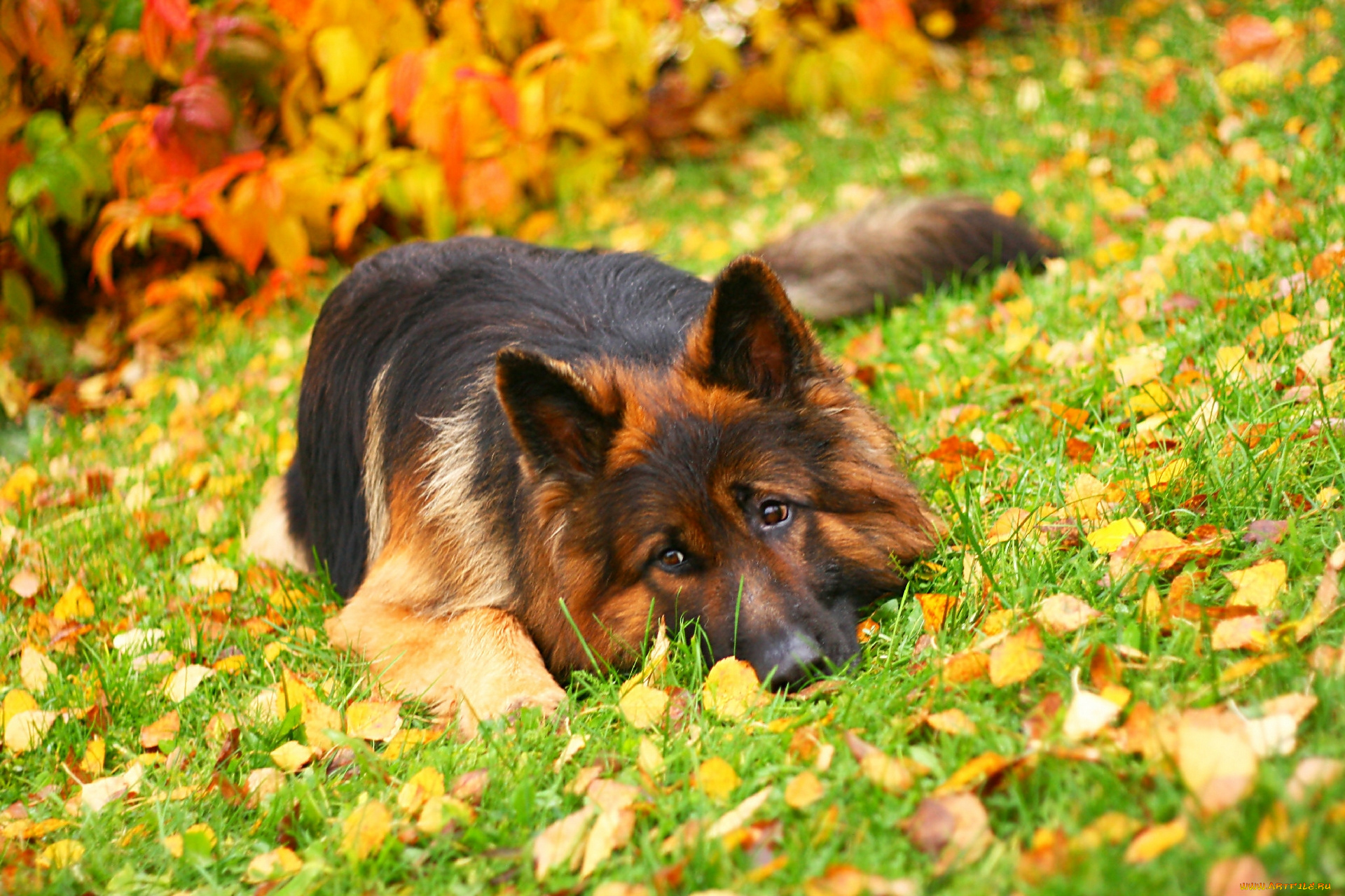 животные, собаки, осень, листья, немецкая, овчарка