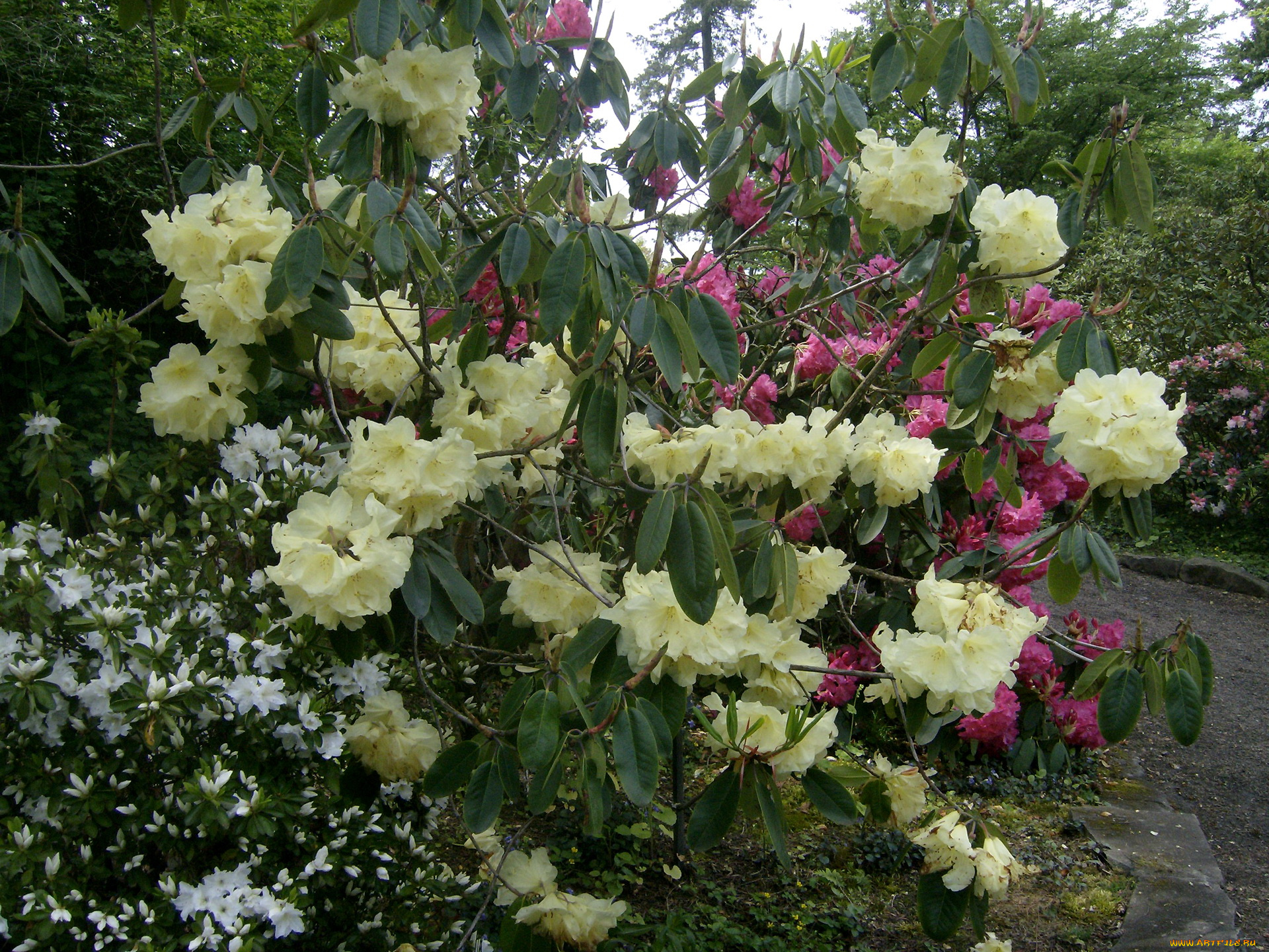цветы, рододендроны, азалии, rhododendron, garden