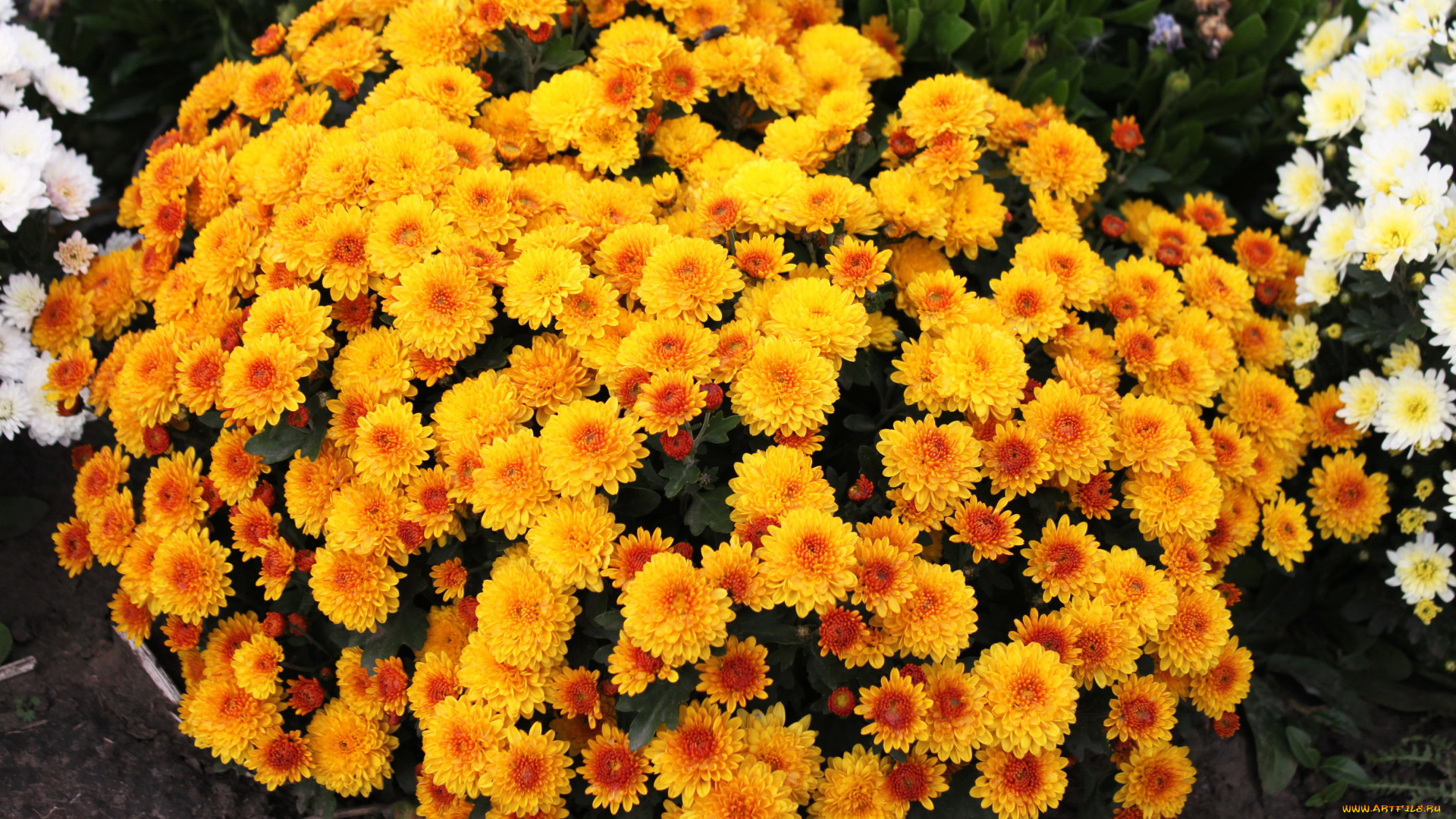 цветы, хризантемы, куст, оранжевые