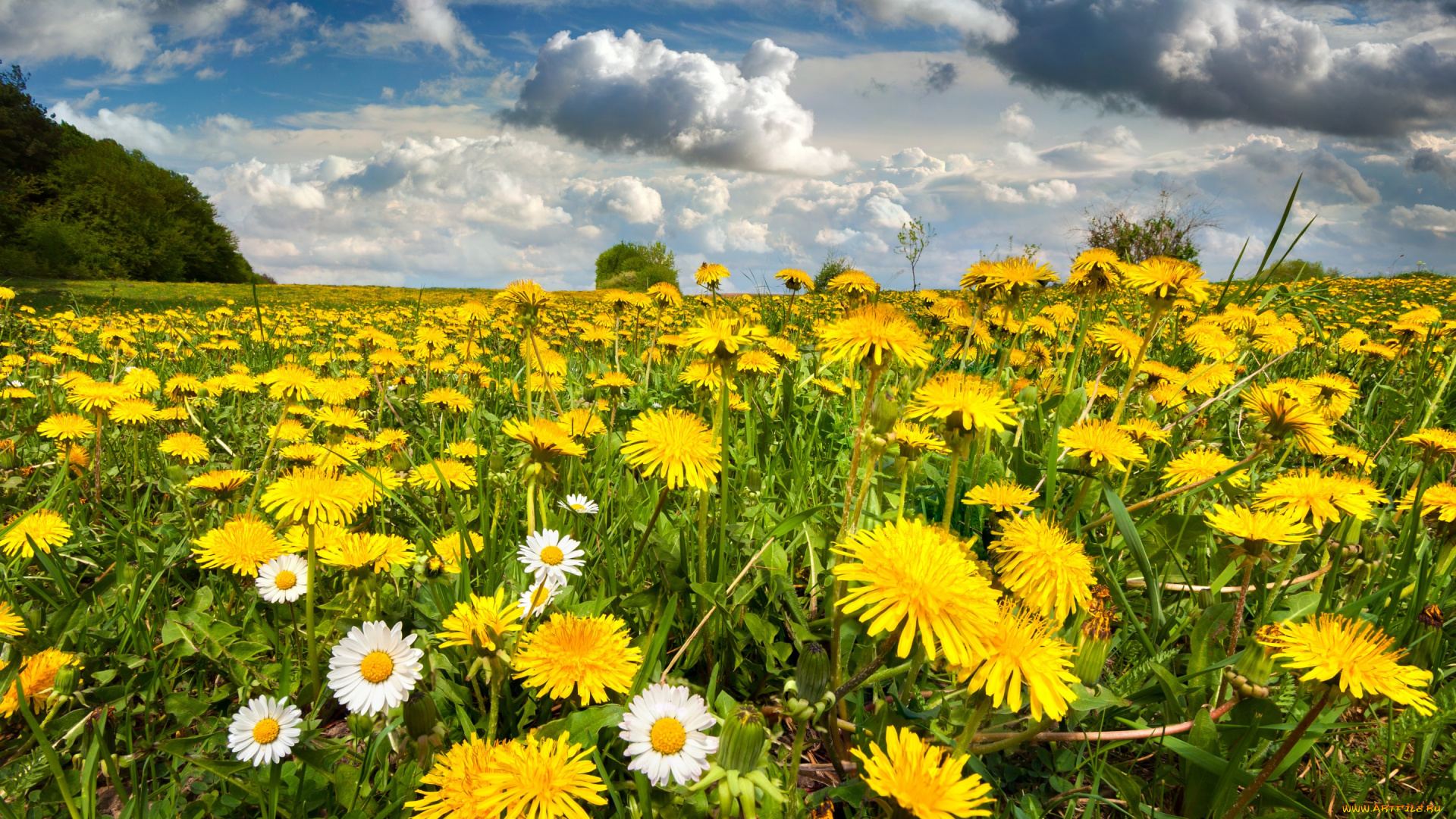 цветы, луговые, , полевые, , цветы, одуванчики, луг, поле, nature, весна, небо