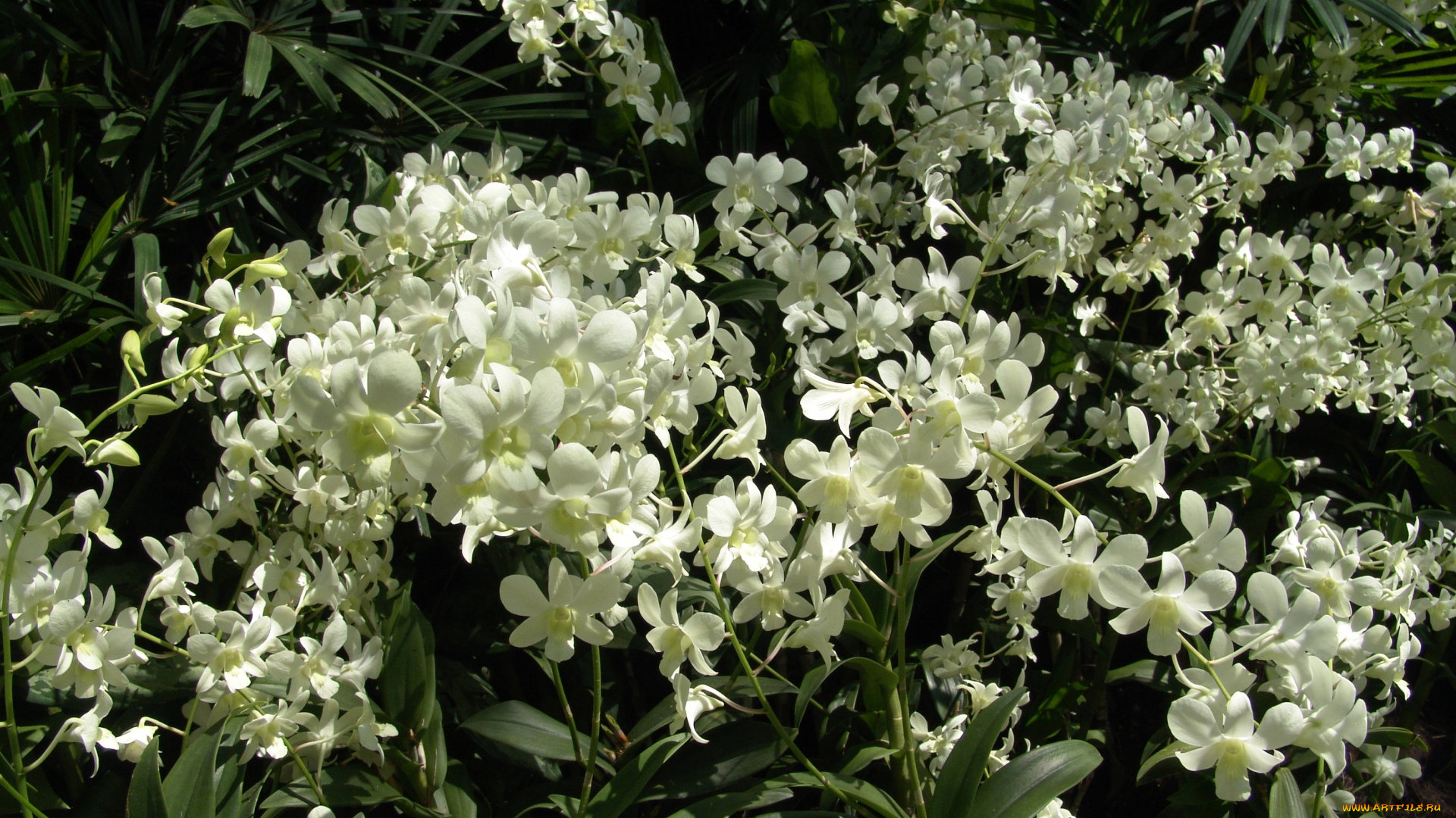 цветы, орхидеи, много, белые