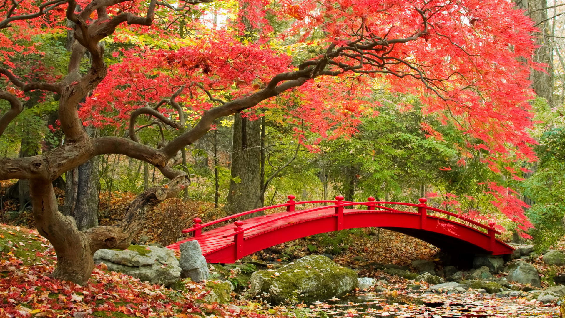 природа, парк, осень, листья, деревья, мостик, река