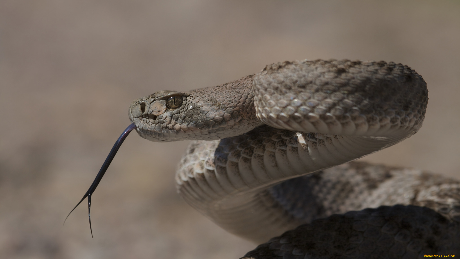 western, diamondback, животные, змеи, , питоны, , кобры, угроза, змея