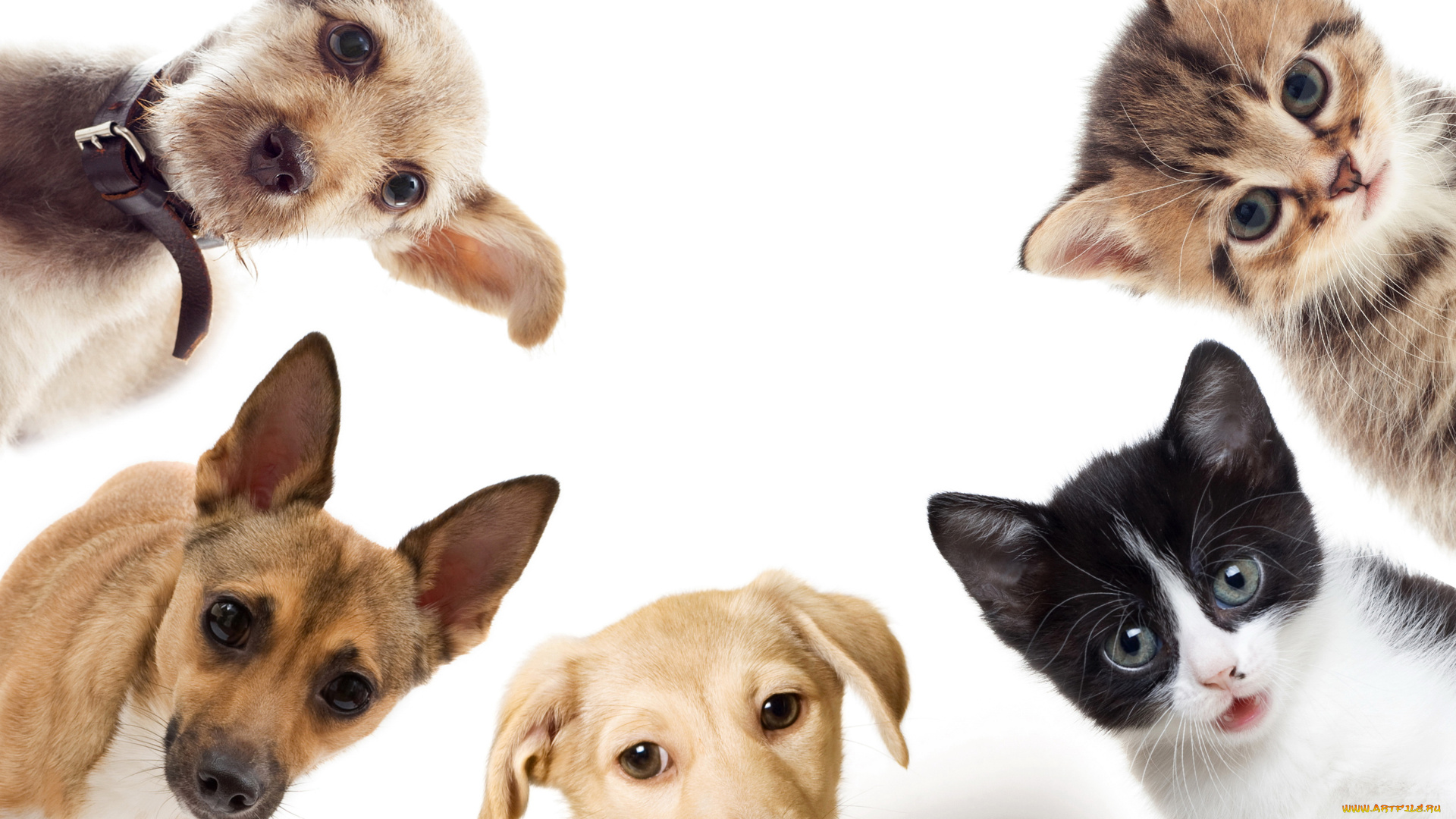 животные, разные, вместе, щенки, котята, кошки, собаки