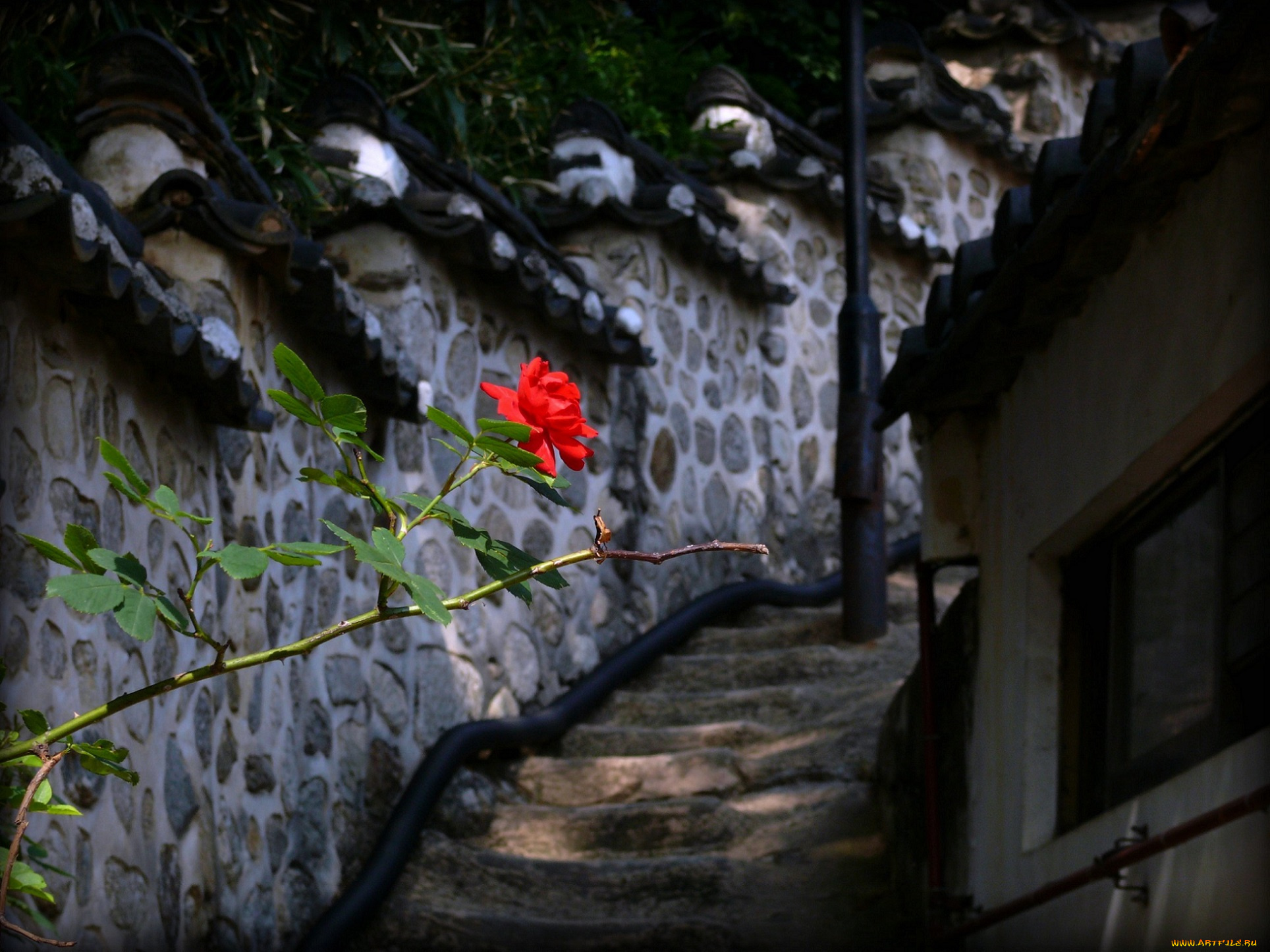 цветы, розы, красная, роза, ступени, лестница
