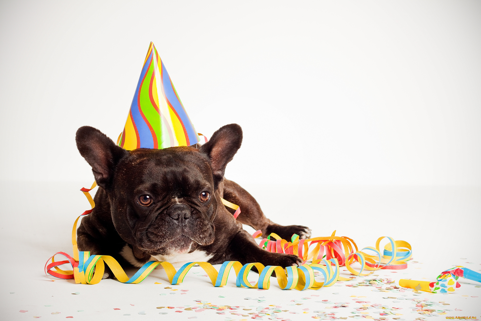 Собака празднует. Собака в праздничном колпаке. С днём рождения собачки. Собака поздравляет с днем рождения. С днём рождения французский бульдог.