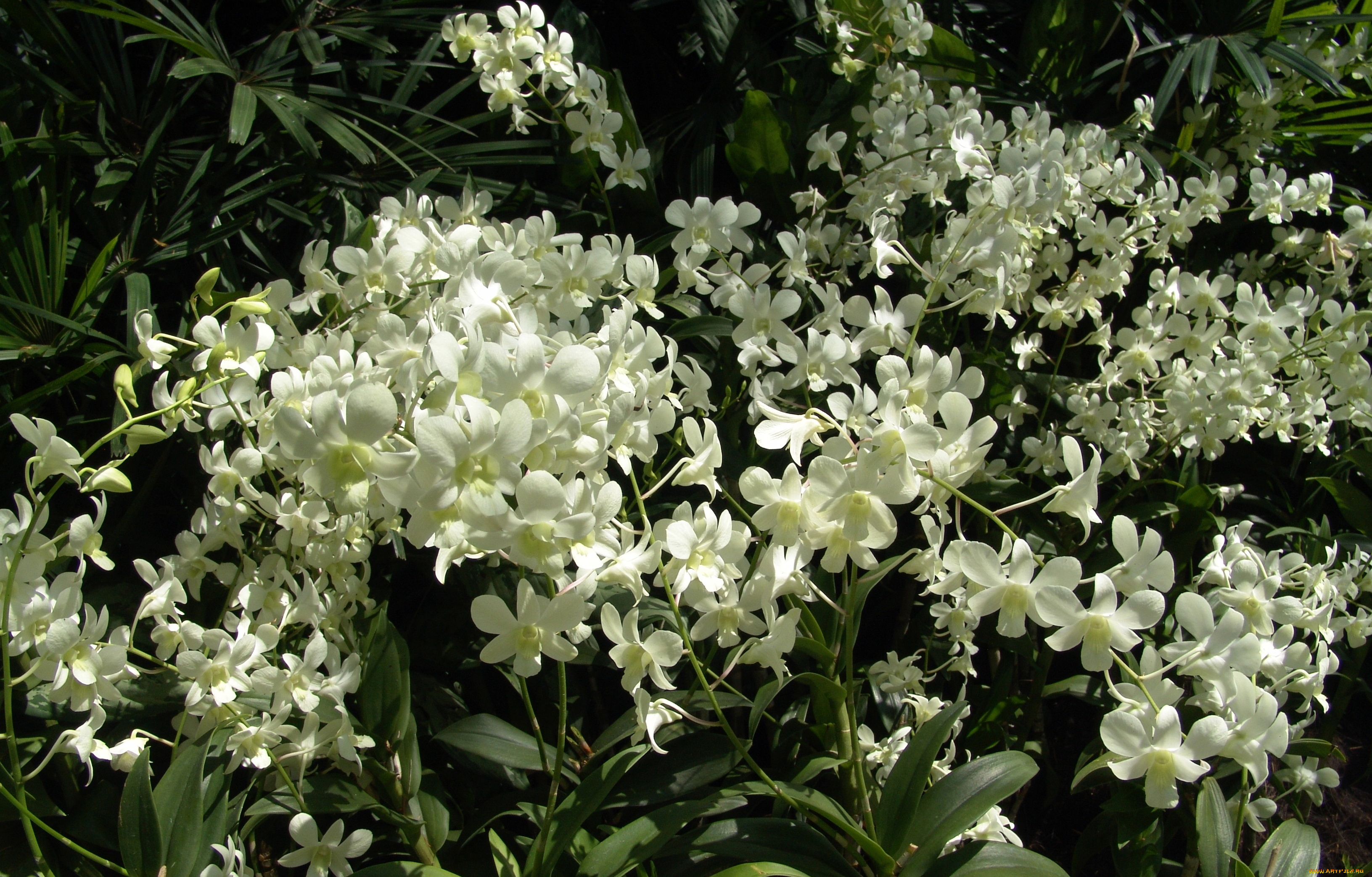 цветы, орхидеи, много, белые